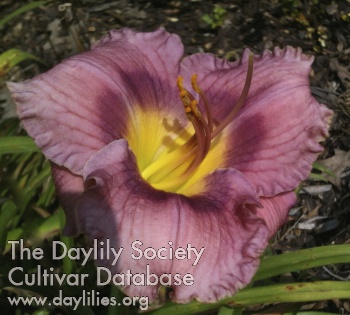 Daylily Veiled Elegance